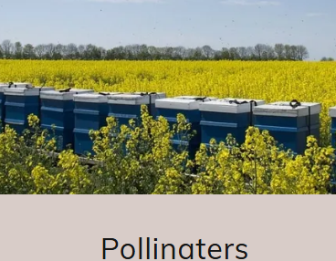 Pollinaters preview
